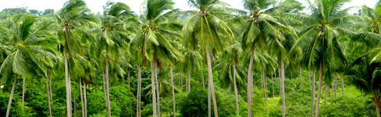 Samui Coconut Palms